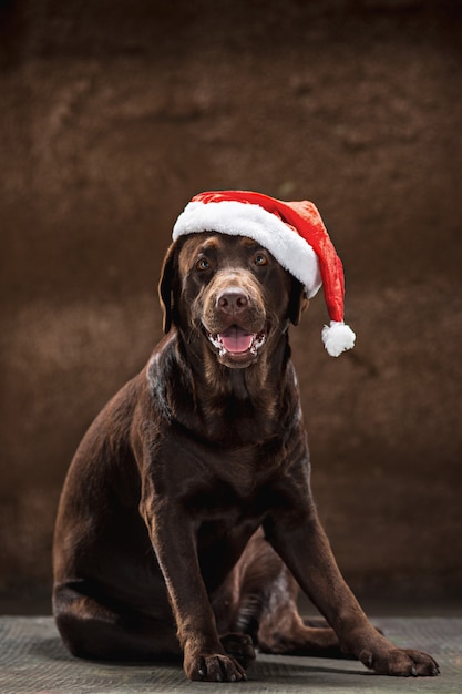 Free Photo | The brown labrador retriever sitting with gifts on ...