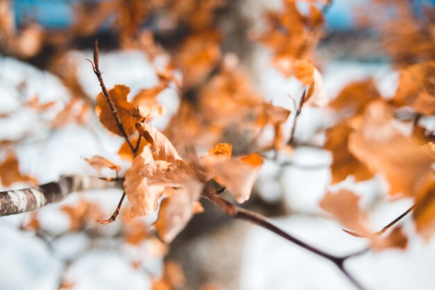 Free Photo | Brown leaves on tree branch