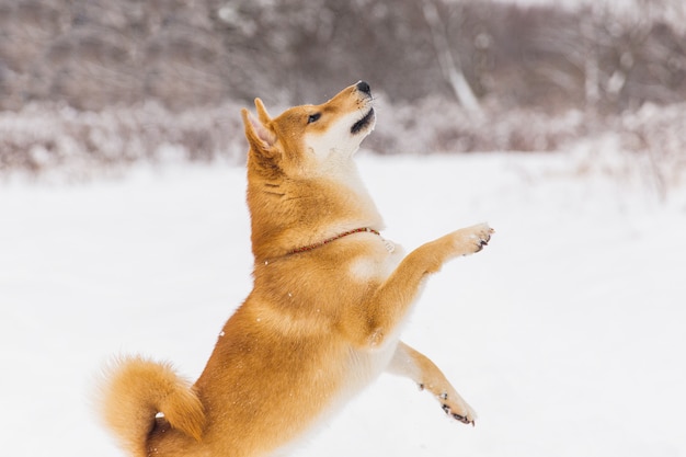 Brown Pedigreed Dog Playing With Snow On A Field Shiba Inu