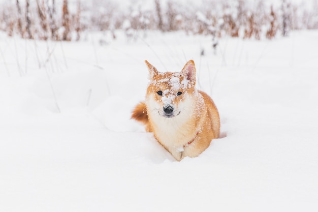 Brown Pedigreed Dog Playing With Snow On A Field Shiba Inu