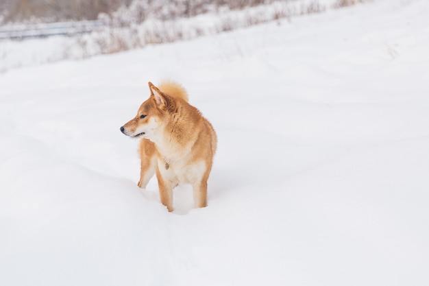 Brown Pedigreed Dog Walking On The Snowy Field Shiba Inu