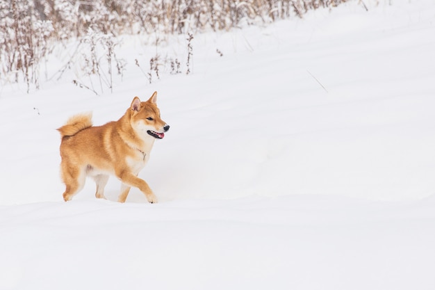 Brown Pedigreed Dog Walking On The Snowy Field Shiba Inu