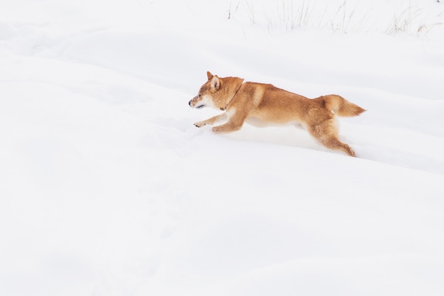 Brown Pedigreed Dog Walking On The Snowy Field Shiba Inu