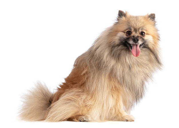 Premium Photo | Brown pomeranian sheepdog sitting on a white isolated