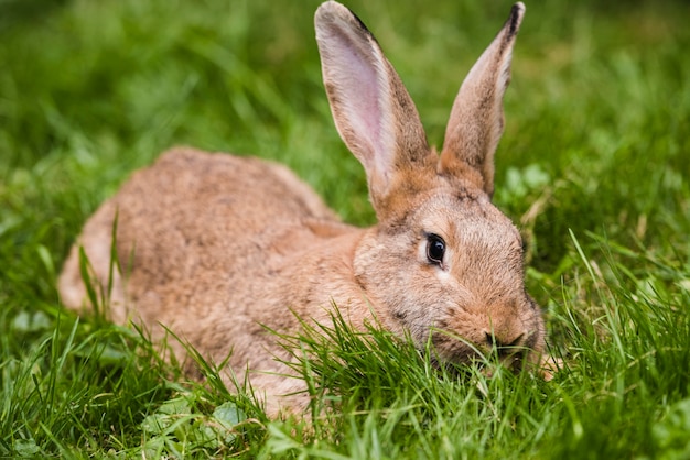 Free Photo Brown Rabbit On Green Grass In The Park