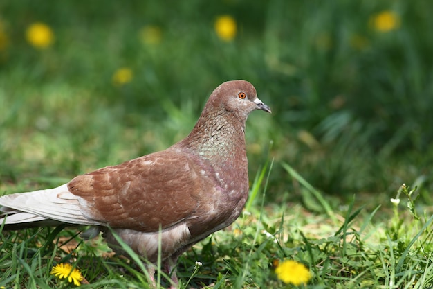 春の自然のフィールドを歩いて茶色の岩鳩 プレミアム写真