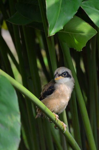 茂みの中の茶色モズ鳥 歌う鳥 Lanius Cristatus プレミアム写真