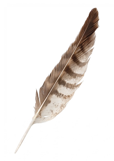 Premium Photo | Brown striped feather quill isolated