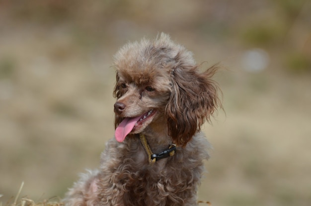 Brown poodle  Facts about Poodle Dogs