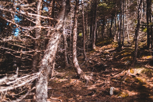 Brown trees on brown ground during daytime | Free Photo