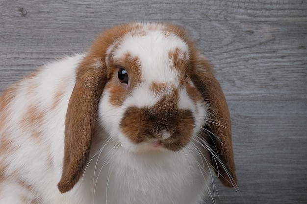 Premium Photo | Brown and white rabbit on gray wood background