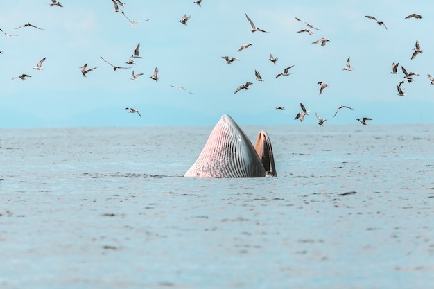 ニタリクジラ エデンのクジラ タイ湾で魚を食べる プレミアム写真