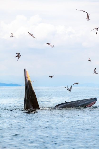 ブライドクジラ エデンのクジラ タイの湾で魚を食べる プレミアム写真