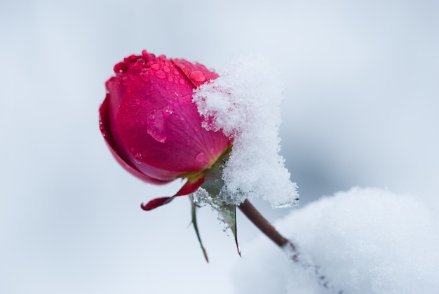 Bud of rose covered with snow, a sudden snowfall. rose flower in winter. Premium Photo