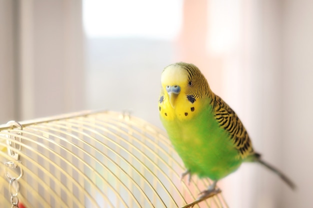 鳥かごのセキセイインコ面白い緑のバッジー プレミアム写真