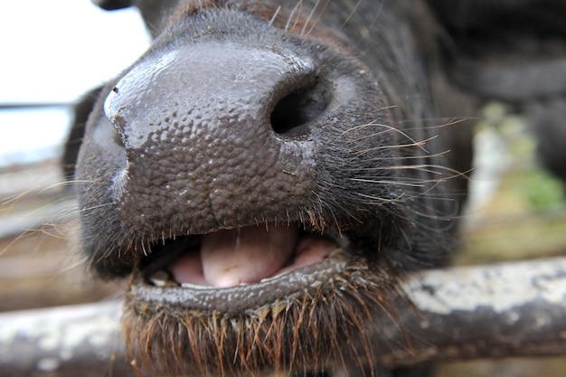 Premium Photo | Buffalo close up with open mouth on the farm buffalo ...