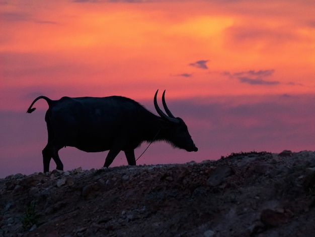 elevation Gå tilbage Ubevæbnet Premium Photo | Buffalo silhouette walking at sunset