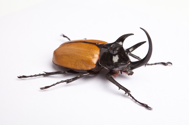 Premium Photo | Bug on the white background lighting in studio