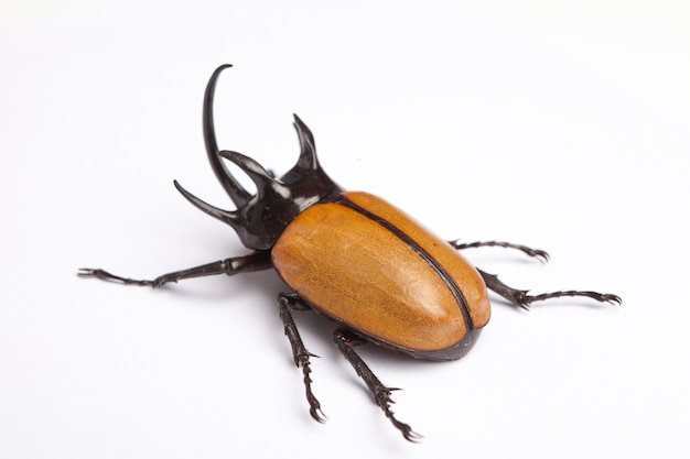 Premium Photo | Bug on the white background lighting