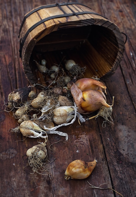 Premium Photo | Bulbs plants autumn harvesting