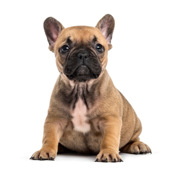 Premium Photo | Bulldog puppy sitting looking at the camera, isolated ...