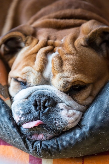 Premium Photo | Bulldog