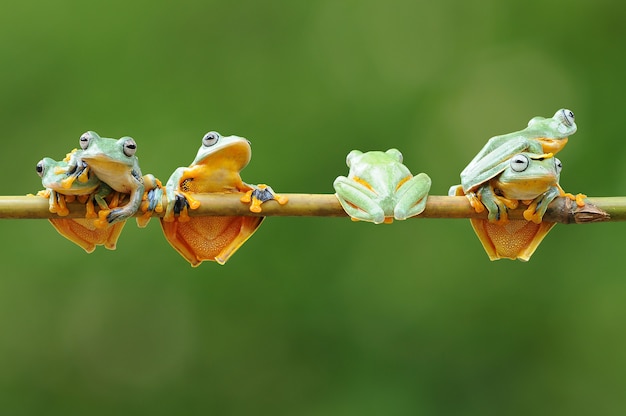 Premium Photo | Bunch of frogs on a bamboo stick