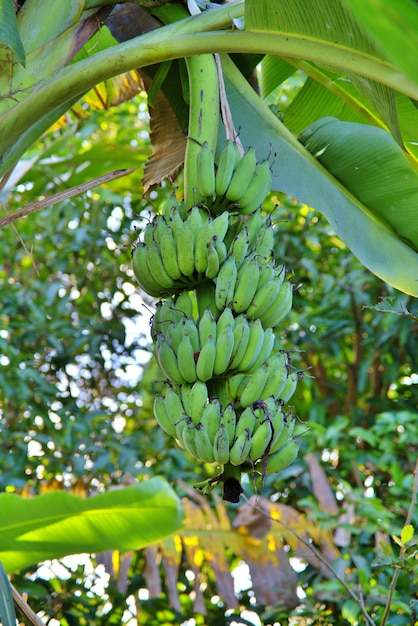 Premium Photo | The bunch of green bananas in the garden. agricultural ...