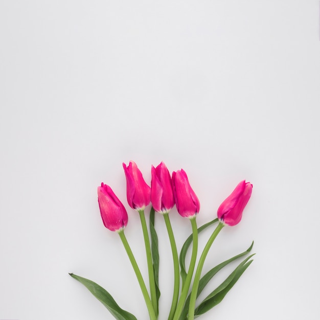 緑の茎にピンクの花の束 無料の写真