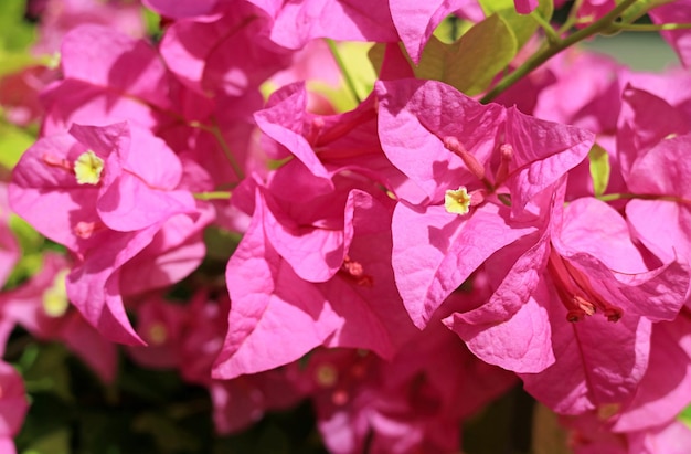 Premium Photo | Bunch of stunning ultra pink bougainvillea glabra on ...