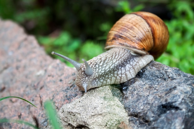 自然環境でのブルゴーニュカタツムリ Helix Pomatia またはエスカルゴ 閉じる プレミアム写真