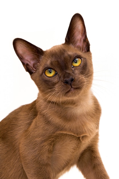 Premium Photo | Burmese cat. cute playful chocolate-colored kitten. on ...