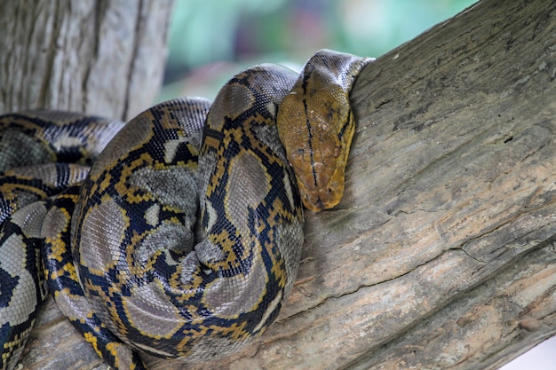 Premium Photo | Burmese python on stick tree