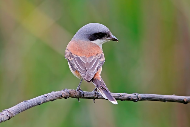 Premium Photo | Burmese shrike lanius collurioides beautiful birds of ...