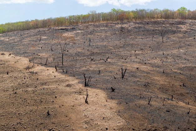 Premium Photo | Burning deforestation of the brazilian caatinga biome ...