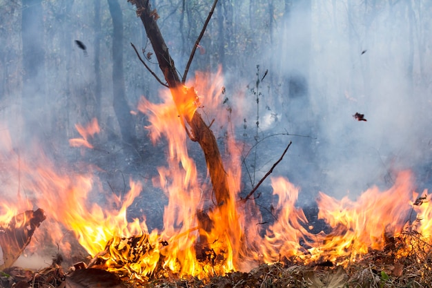 Premium Photo | Bush fire destroy tropical forest