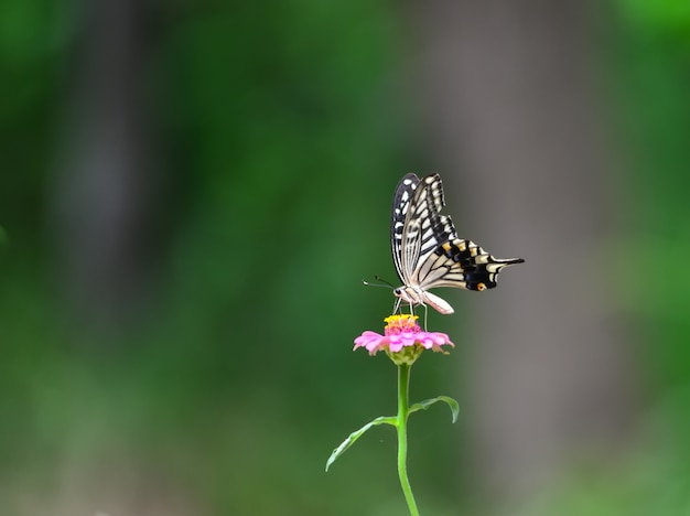 ピンクの花に蝶 無料の写真