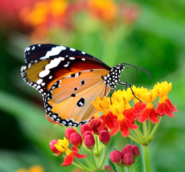 Premium Photo | Butterfly on orange flower in the garden