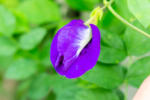 蝶ピーマンの花 カラーパープル 庭園 プレミアム写真
