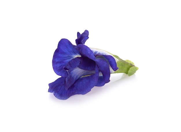 Premium Photo | Butterfly pea isolated on white background