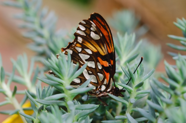 Premium Photo Butterfly Posed In Succulent Plant