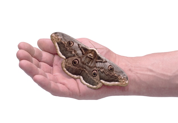 Premium Photo Butterfly Poses In A Hand