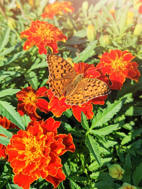 Premium Photo | The butterfly sits on orange marigolds