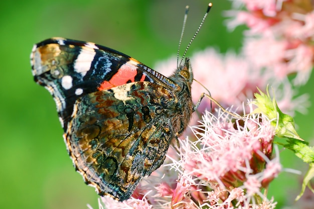 free-photo-butterfly-with-antennae-raised