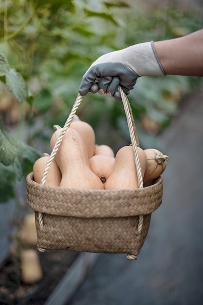 basket squash