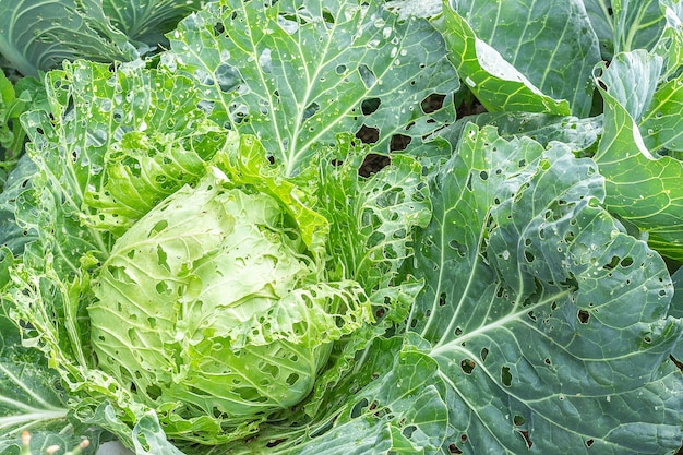 Premium Photo | Cabbage damaged by insects pests close-up. head and ...