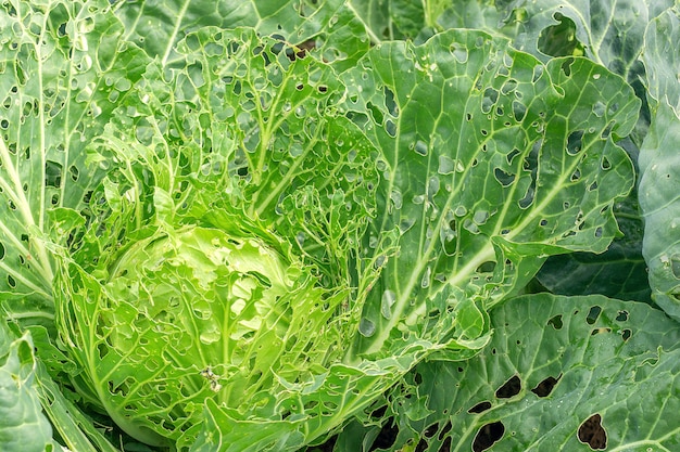 Premium Photo | Cabbage damaged by insects pests close-up.