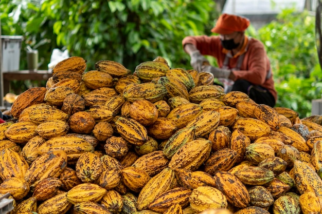 Premium Photo Cacao Pods Cocoa Pods Organic Chocolate Farm Thailand