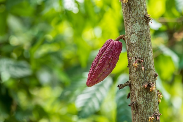 Premium Photo | Cacao tree (theobroma cacao). organic ...