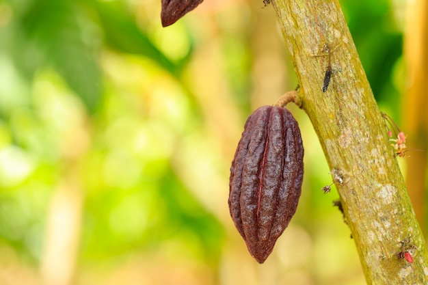 Premium Photo Cacao Tree Theobroma Cacao Organic Cocoa Fruit Pods In Nature